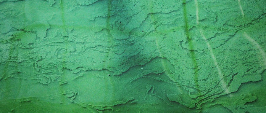 spirulina alger odling